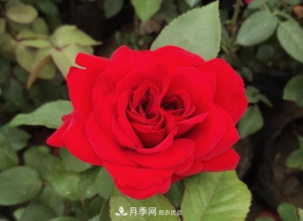 關(guān)于月季花顏色寓意，你不知道的二三事(圖1)