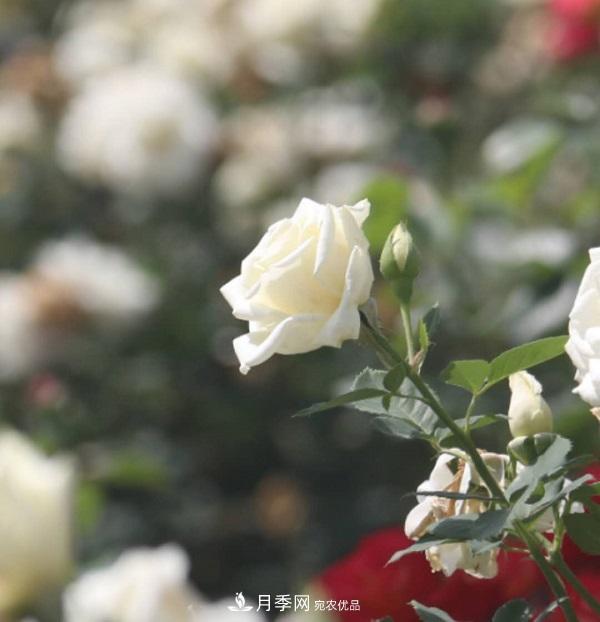 關(guān)于月季花顏色寓意，你不知道的二三事(圖2)