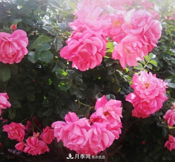 關(guān)于月季花顏色寓意，你不知道的二三事(圖3)
