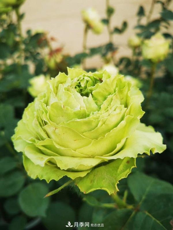關(guān)于月季花顏色寓意，你不知道的二三事(圖6)