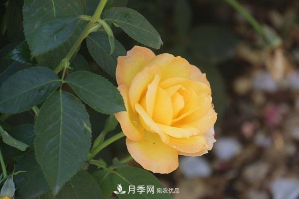 關(guān)于月季花顏色寓意，你不知道的二三事(圖5)