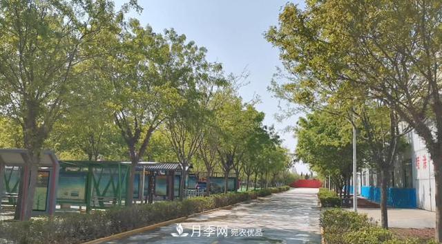 綠化苗木行業(yè)出現轉折時(shí)期(圖1)