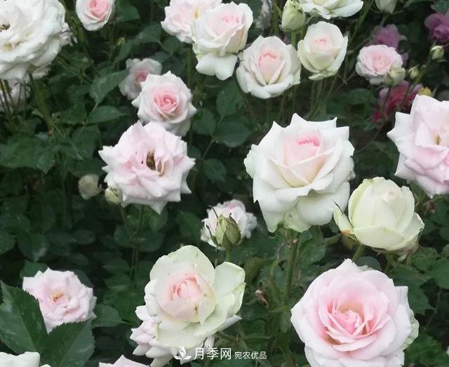 北京自主培育月季品種再添4名新成員，還有個(gè)“可愛(ài)冰淇淋”(圖1)