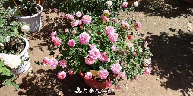 北京自主培育月季品種再添4名新成員，還有個(gè)“可愛(ài)冰淇淋”(圖2)