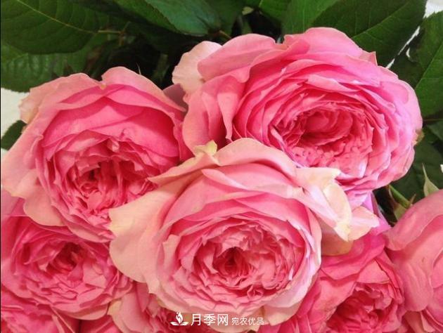 月季為什么老是死掉養不活？十大護身符趕緊拿走用(圖2)