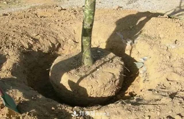 干貨：園林綠化種植技術(shù)17問(wèn)，你需要掌握苗木知識(圖4)