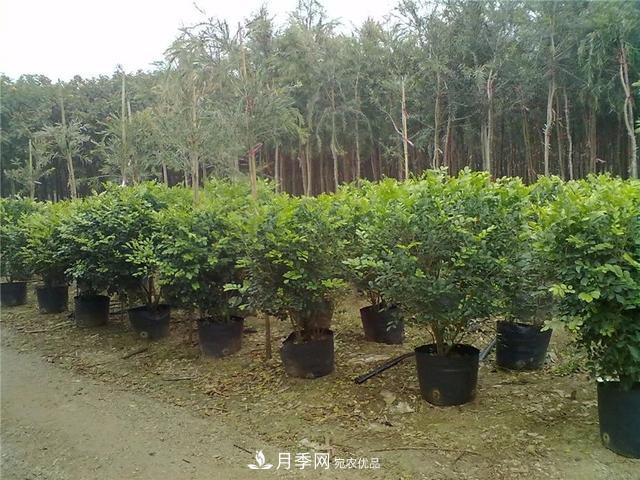 干貨：園林綠化種植技術(shù)17問(wèn)，你需要掌握苗木知識(圖1)