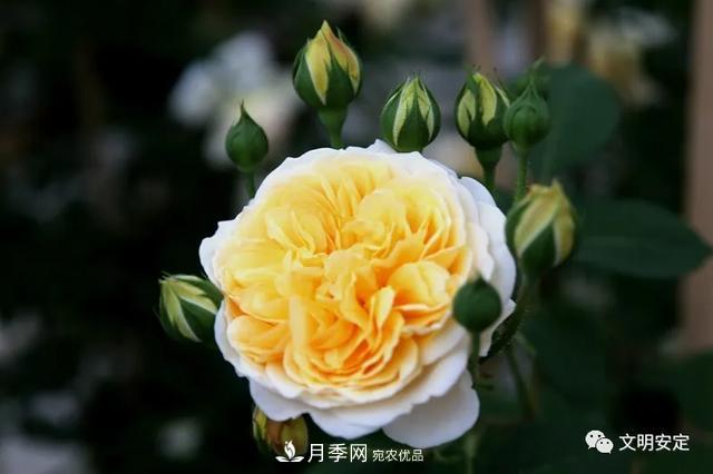 走進(jìn)甘肅省定西市魯家溝鎮月季園(圖6)