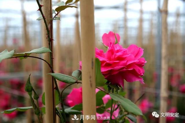 走進(jìn)甘肅省定西市魯家溝鎮月季園(圖8)