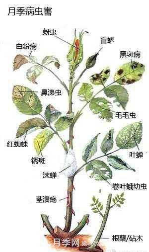 盆栽月季常見(jiàn)病蟲(chóng)害防治(圖1)