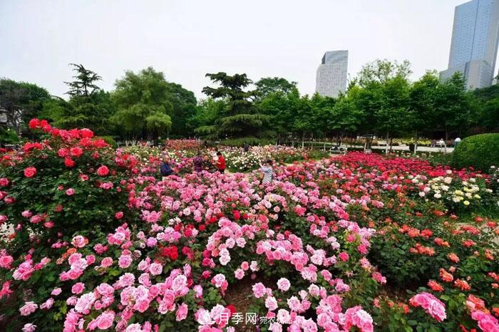天津不愧是“月季之城”！天津月季美景刷爆朋友圈！(圖1)