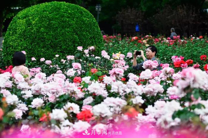 天津不愧是“月季之城”！天津月季美景刷爆朋友圈！(圖3)