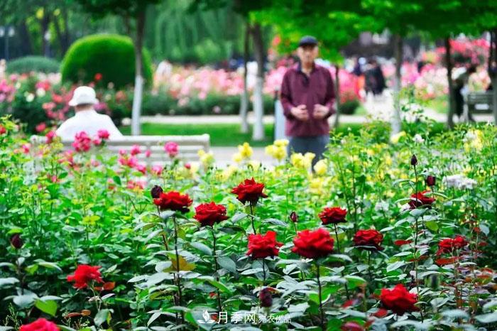 天津不愧是“月季之城”！天津月季美景刷爆朋友圈！(圖4)