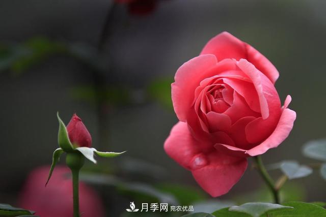 老齡月季更新如何修剪和保護芽？(圖1)