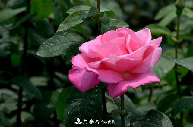 月季換盆知識干貨，快收藏(圖1)