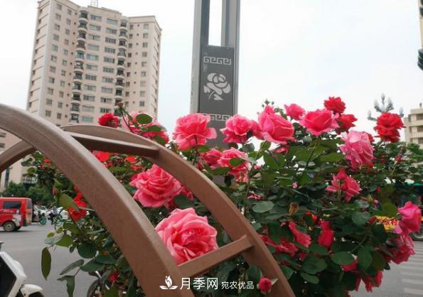 昆明將新增月季大道、櫻花大道，未來(lái)打卡地就在西山區(圖1)