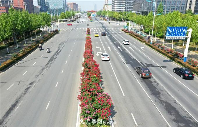 合肥高新區月季大道華麗亮相，你打卡了嗎？(圖1)