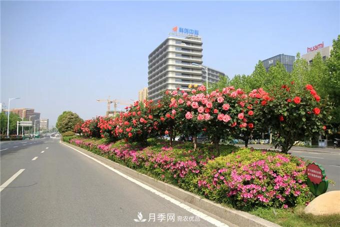 合肥高新區月季大道華麗亮相，你打卡了嗎？(圖2)