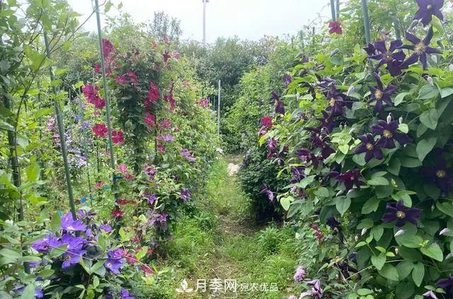 月季爆紅朋友圈！浙江這個(gè)80后男人擁有自己的夢(mèng)幻花園(圖11)