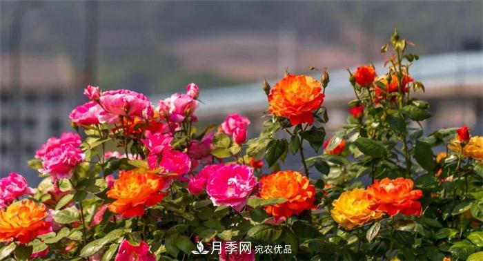 205萬(wàn)株月季全城盛放！貫穿杭州的“空中花廊”你走過(guò)嗎？(圖1)