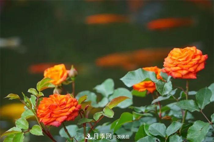 205萬(wàn)株月季全城盛放！貫穿杭州的“空中花廊”你走過(guò)嗎？(圖2)