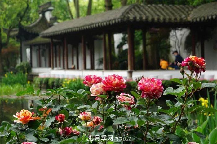 205萬(wàn)株月季全城盛放！貫穿杭州的“空中花廊”你走過(guò)嗎？(圖3)