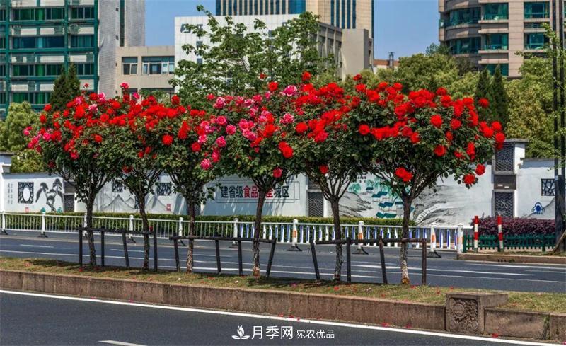 205萬(wàn)株月季全城盛放！貫穿杭州的“空中花廊”你走過(guò)嗎？(圖5)