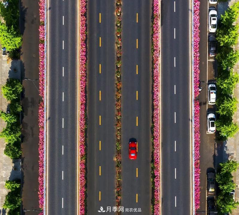 205萬(wàn)株月季全城盛放！貫穿杭州的“空中花廊”你走過(guò)嗎？(圖6)
