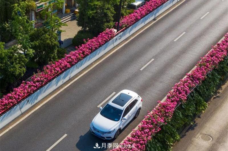 205萬(wàn)株月季全城盛放！貫穿杭州的“空中花廊”你走過(guò)嗎？(圖8)