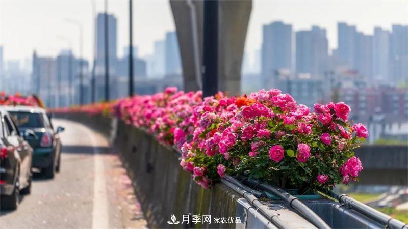 205萬(wàn)株月季全城盛放！貫穿杭州的“空中花廊”你走過(guò)嗎？(圖7)