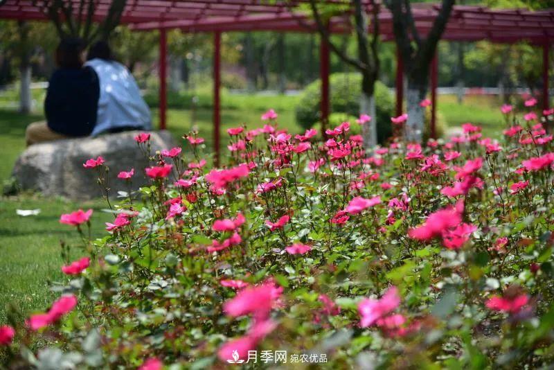 205萬(wàn)株月季全城盛放！貫穿杭州的“空中花廊”你走過(guò)嗎？(圖10)