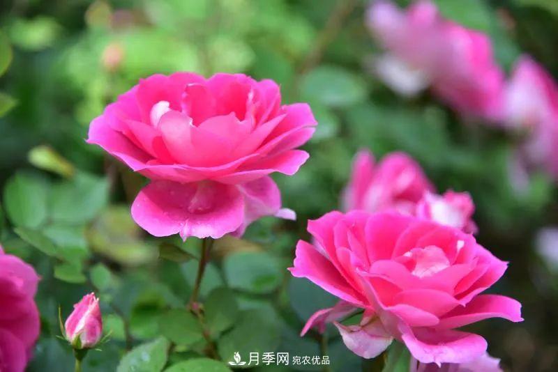 205萬(wàn)株月季全城盛放！貫穿杭州的“空中花廊”你走過(guò)嗎？(圖11)
