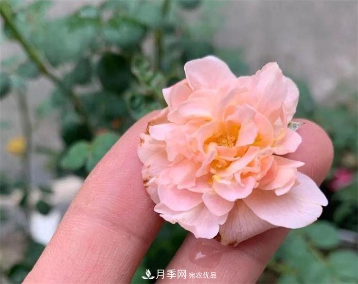 夏天月季需要遮陰嗎？(圖3)