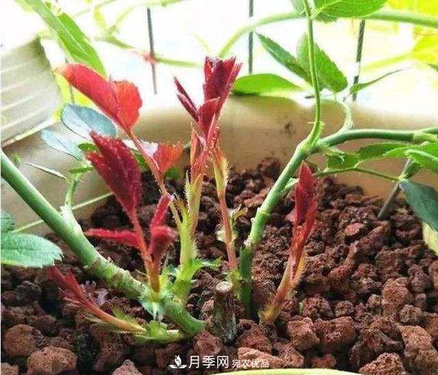 如何讓月季新芽多？4招“促芽”方法，秋天再來(lái)一大波(圖2)