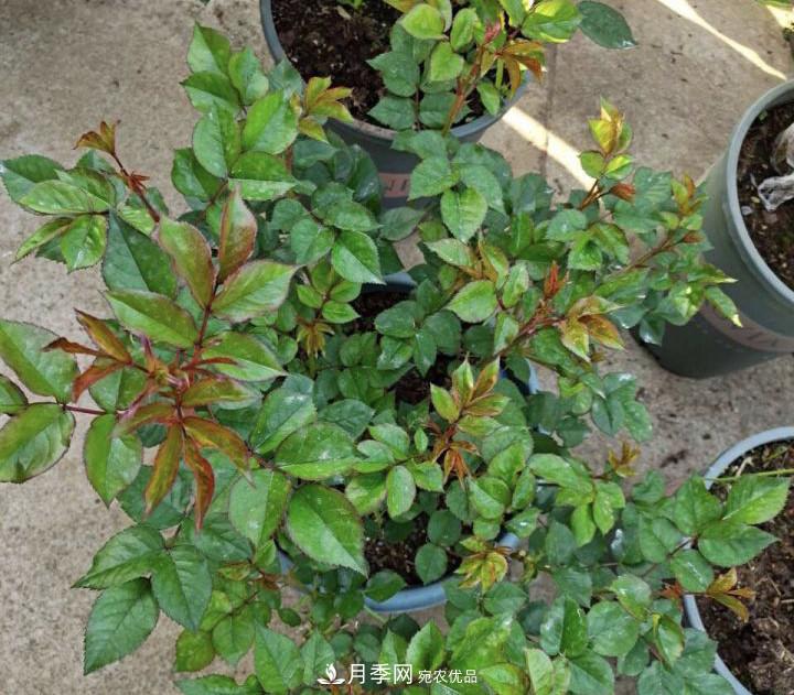 如何讓月季新芽多？4招“促芽”方法，秋天再來(lái)一大波(圖3)