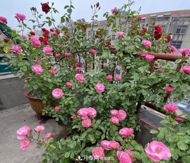 如何讓月季新芽多？4招“促芽”方法，秋天再來(lái)一大波(圖4)