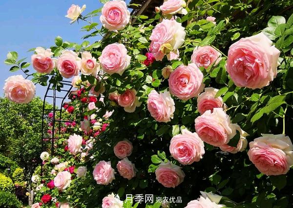 花中皇后，月季花有什么功效與作用？(圖1)