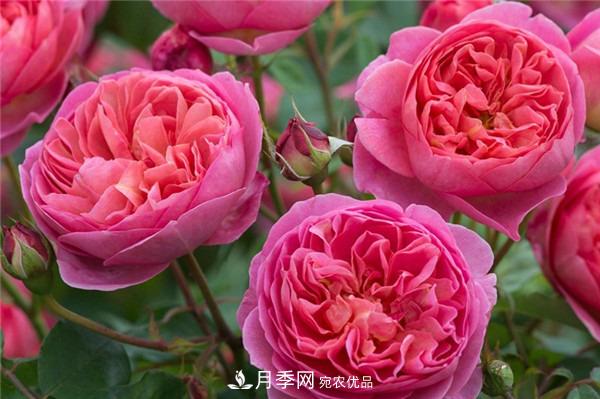 花中皇后，月季花有什么功效與作用？(圖2)
