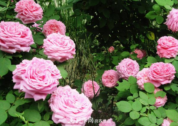 花中皇后，月季花有什么功效與作用？(圖3)