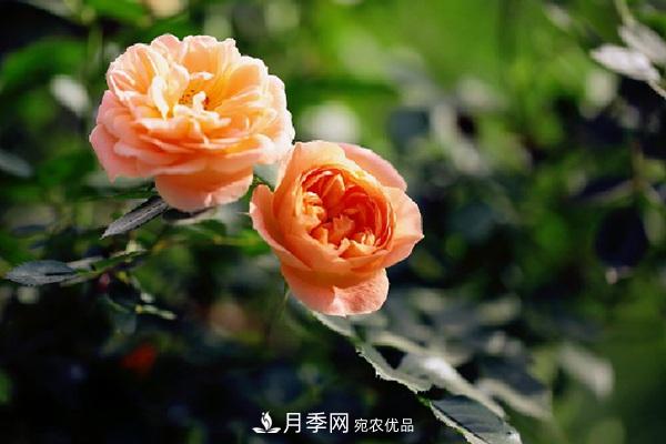 藤本月季有哪些好品種？我推薦這5個(gè)品種(圖2)