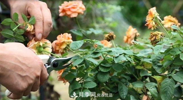 月季修剪有技巧，做好這幾點(diǎn)，花謝了還能開(kāi)好幾茬(圖1)