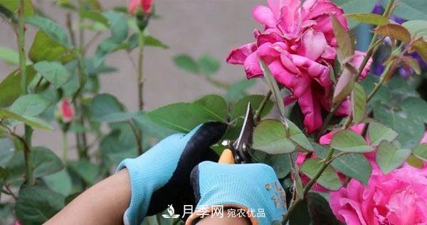 月季修剪有技巧，做好這幾點(diǎn)，花謝了還能開(kāi)好幾茬(圖3)