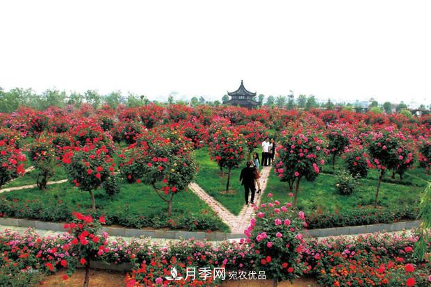 南陽(yáng)樹(shù)狀月季在綠化中的用途(圖2)
