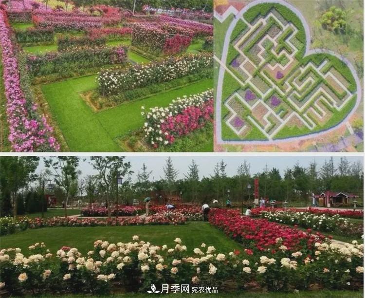 被稱(chēng)京南***美花園 河北滄州肅寧國際月季博覽園大觀(guān)(圖3)