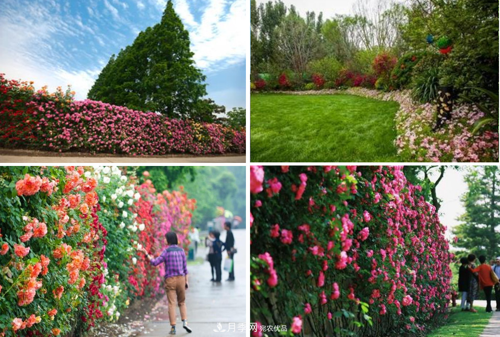 被稱(chēng)京南***美花園 河北滄州肅寧國際月季博覽園大觀(guān)(圖10)
