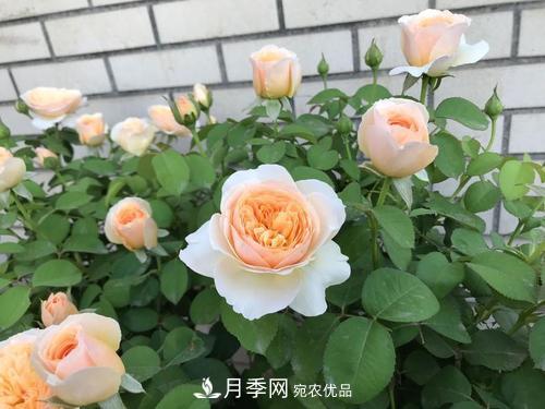 月季十死九個(gè)澇，月季澆水詳細教程在這里！(圖4)