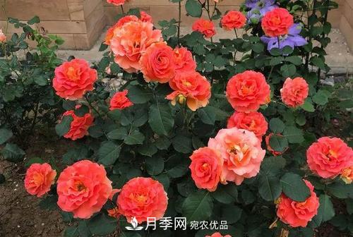 月季十死九個(gè)澇，月季澆水詳細教程在這里！(圖1)