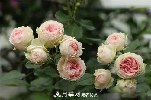 德國科德斯，這家月季育種公司是抗病月季品種制造機(圖5)
