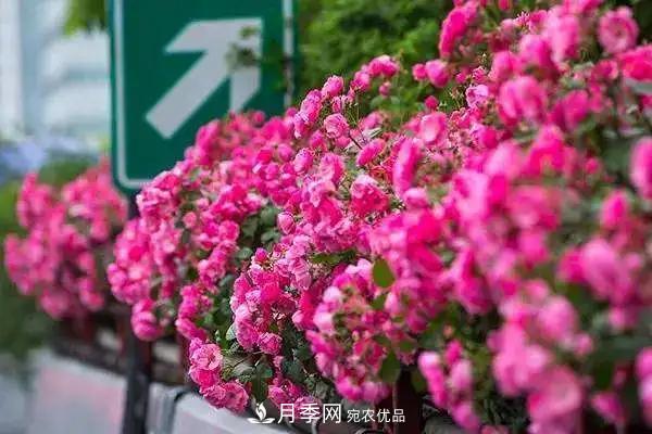 德國科德斯，這家月季育種公司是抗病月季品種制造機(圖2)