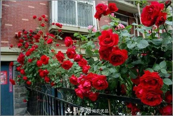 德國科德斯，這家月季育種公司是抗病月季品種制造機(圖4)